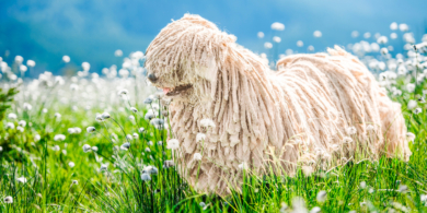 10 очень пушистых пород собак