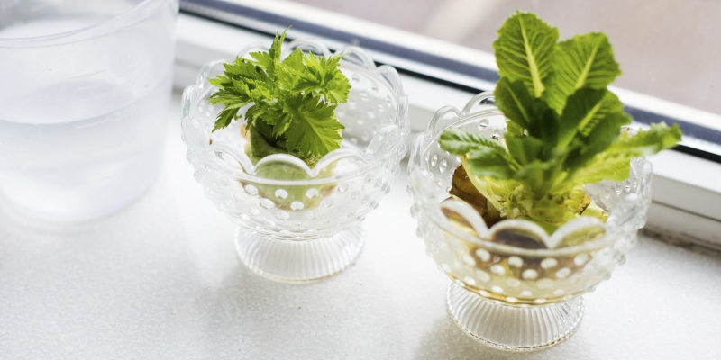 16 продуктов, которые можно вырастить дома